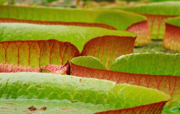 Gospodarka obiegu zamkniętego (GOZ) — definicja i praktyka